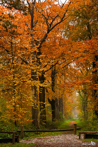 autumn tree fall nature leaves forest landscape carpet woods path herfst natuur boom landschap bladeren theunforgettablepictures bracom bramvanbroekhoven