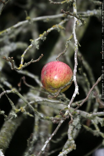 ripe apple on a barren tree