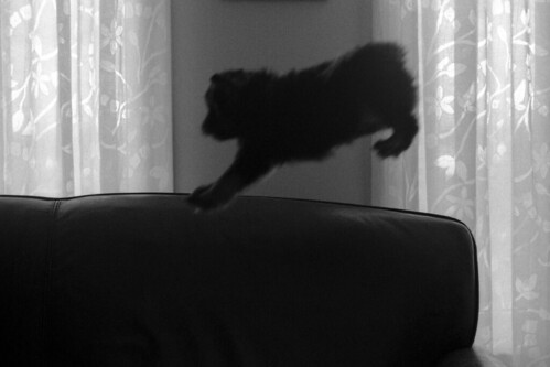 shadow bw dog puppy flying satellite flight rangefinder scout electro hp5 launch gsn sputnik airborne ilford yashica leaping 50thanniversary ilfotecddx pushprocessing iso1000 superpup