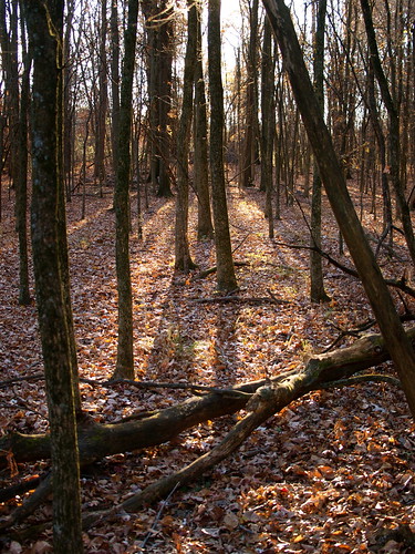 park autumn trees columbus shadow ohio sunlight fall nature leaves forest woods metro trail blacklick reynoldsburg