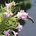 hummingbird in desert willow flowers 2