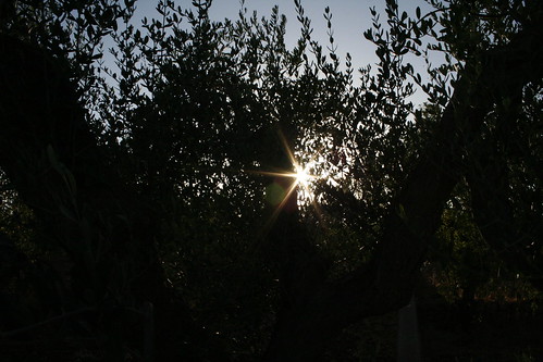 sunset sun tramonto olive sole puglia olivo