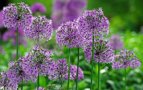 park flowers flower gardens garden spring dof purple pentax bokeh depthoffield k20d pentaxk20d