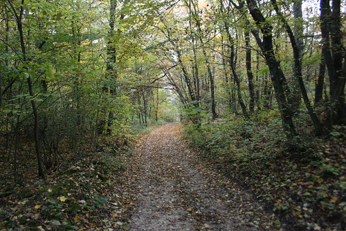 fall hungary hegy ungarn 2010 kirándulás erdei hongrie domb ősz erdő október túra hétvége séta őszi sümeg domok