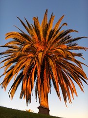 Palm, Fremantle
