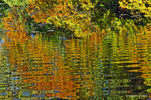 autumn orange lake green water see wasser herbst grün teich spiegelung autumnal reflektion reflction weiher herbstlich creattività mirrorser mygearandmepremium mygearandmebronze dorenawm stadlerweiher