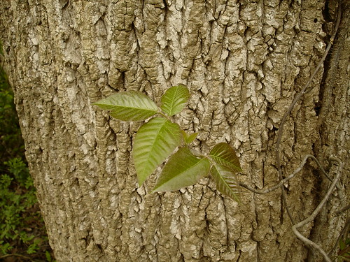 geotagged tennessee poisonivy hamiltoncounty toxicodendron anacardiaceae toxicodendronradicans northchickamaugacreekgreenway geo:lat=35112958 geo:lon=85227900