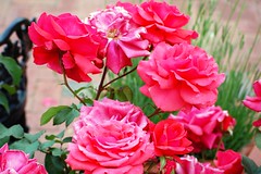 Love Grandiflora Rose - Katherine Dulin Folger Rose Garden, Smithsonian Institution