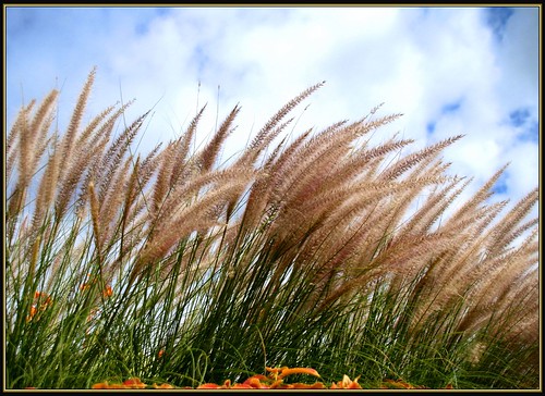 summer sky ontario canada grass stratford naturesfinest thecontinuum sigma18200dc canon400d superhearts