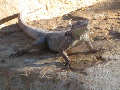 Sunning lizard