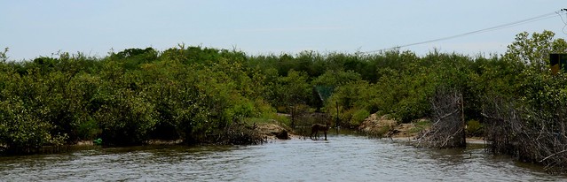 pichavaram mangroves