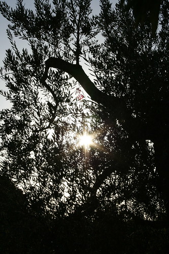 sunset sun tramonto olive sole puglia olivo