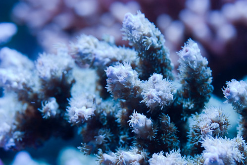 20d canon fishtank corals saltwater atlantisaquariums