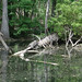 Alligator Canal   DSCN1857