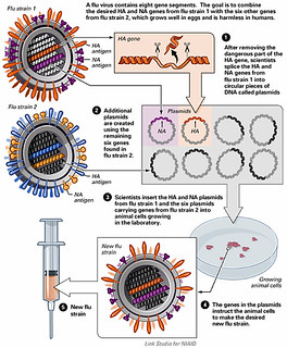 Flu Vaccine: Reverse Genetics