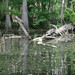 Alligator Canal DSCN1866