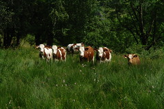 Cows knee deep in grass