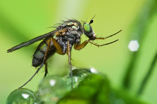 macro water rain insect fly droplets dew diptera dolichopodidae buzznbugz