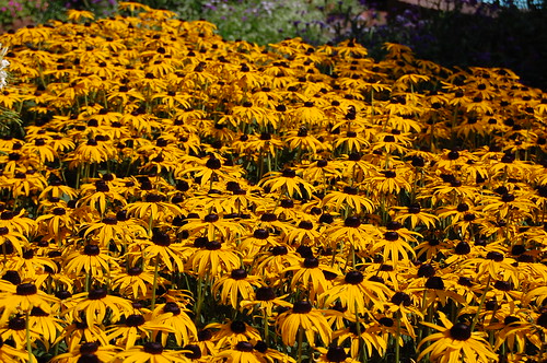 flowers orange plants yellow blackeyedsusan