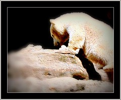 Berlin Zoo: polar bear knut 15.936.09