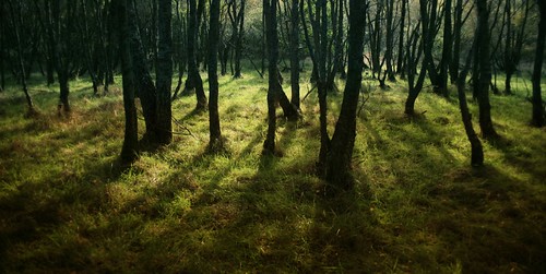 scotland woods shadows greens darktrees
