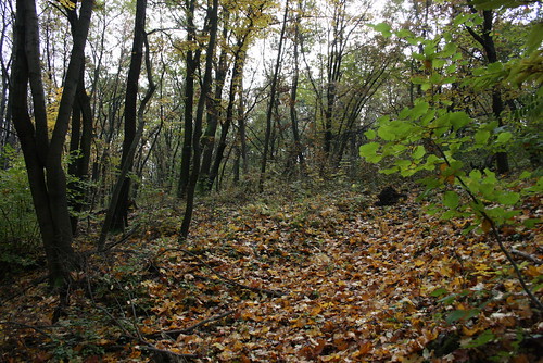 fall hungary hegy ungarn 2010 kirándulás erdei hongrie domb ősz erdő október túra hétvége séta őszi sümeg domok