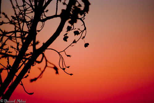 autumn sunset red sky color tree leaves twilight branch dreamy danielmihai