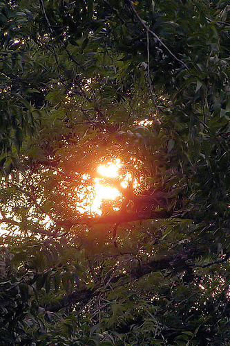 trees sunset plant alabama brantley