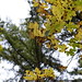 autumn leaves in tryon creek state park