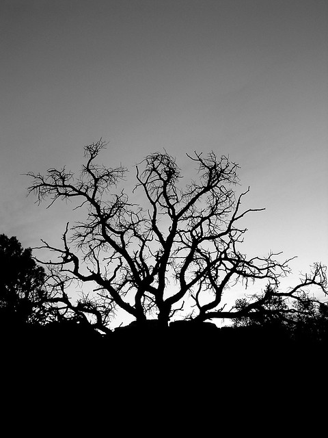 Evening Tree, Arches
NP