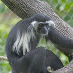 Angola Colobus Monkey #6