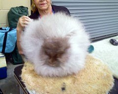 Bunny being fluffed 