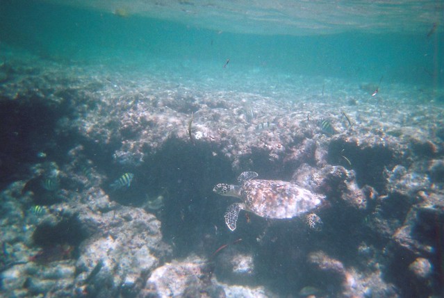 Turtle in the Seychelles