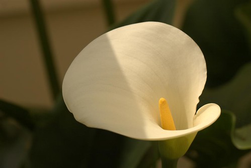 sunrise easter lily canon30d canon70200f4lusm
