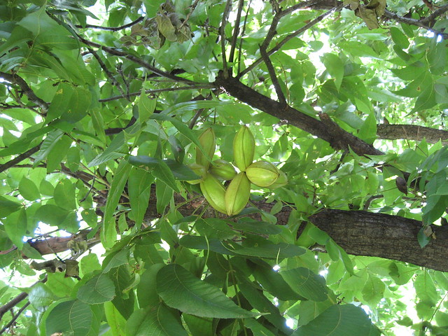 Nutrition Information for Pecans