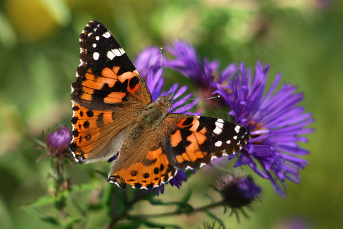 wisconsin butterfly hartford paintedlady vanessacardui pikelake naturesfinest upnort colorphotoaward