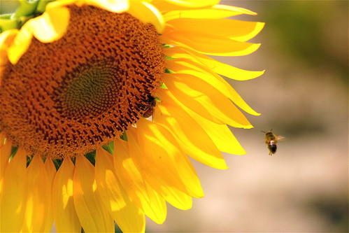 rural geotagged bees farmland southernindiana sunflower flatlands naturesfinest sunflowerfield ohiorivervalley evansvillein mywinners ohiorivercity geo:lat=3805621 geo:lon=87475725