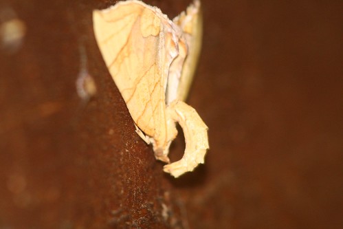 usa tn moth biodiversity frozenhead hodge looper morgancounty orderlepidoptera familygeometridae grapevinelooper speciesgracilineata genuseulithis