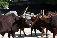 African Cattle