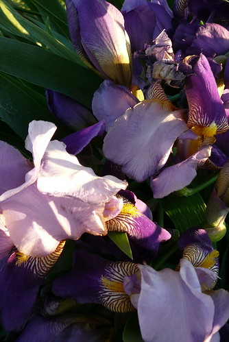 flowers canada garden alberta communitygarden irises lethbridge