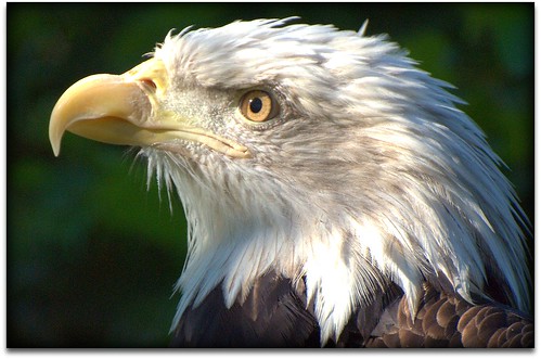 nikon eagle baldeagle haliaeetusleucocephalus americanbaldeagle blueribbonwinner nationalemblem d80 nikkor70300mmvr isawyoufirst wowiekazowie nikkor70300mmf4556vr