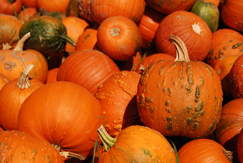 Pick-your-own pumpkin open daily in October.