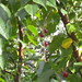 Nanking cherries