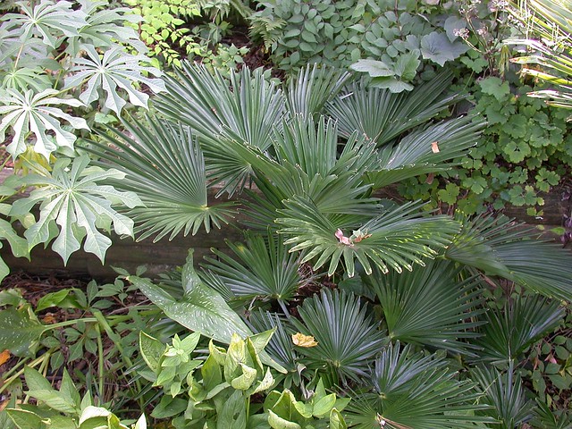 Trachycarpus wagnerianus