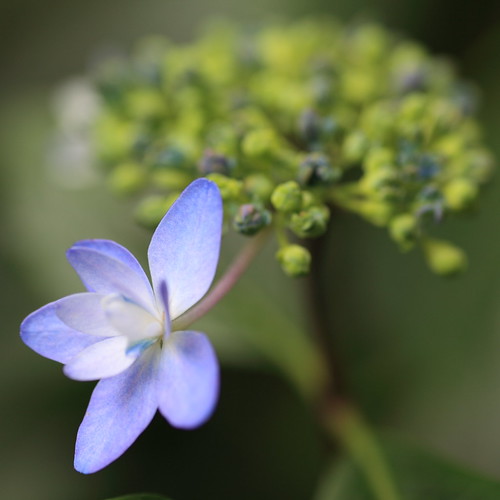 blue flower green japan tamronspaf90mmf28dimacromodel272e kanagawa神奈川 hydrangeaアジサイ sagamiharaasamizopark相模原麻溝公園