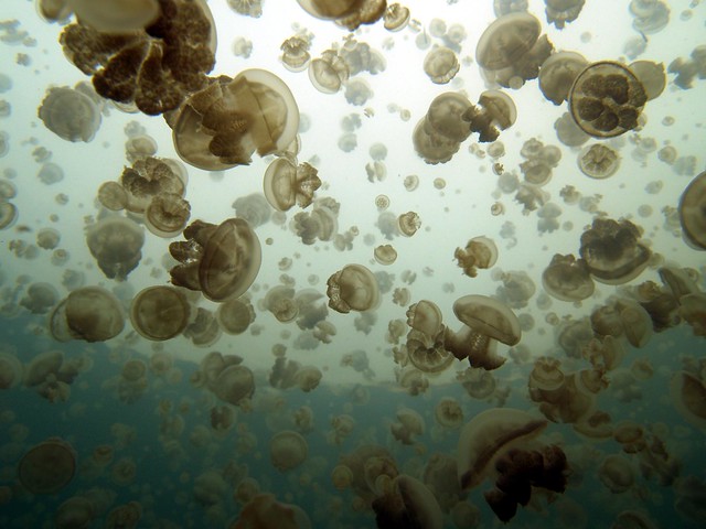 The mystic Jellyfish Lake (Palau, MICRONESIA)