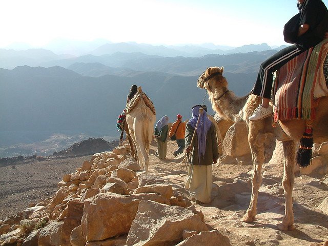 Camels descend Mount Moses, Sinai, Egypt