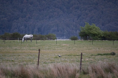 newzealand horses animals landscapes
