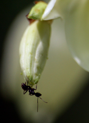 ant on yucca bud