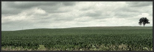 tree silhouette clouds landscape countryside illinois cornfield centralillinois welcomeall flickrsbest abigfave aplusphoto excellentphotographerawards jalalspagesnaturealbum k2d2vaca